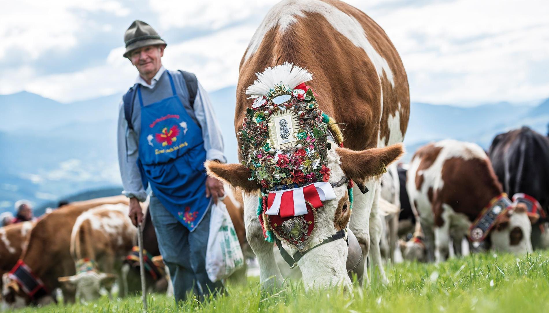 Transhumance of the Cows