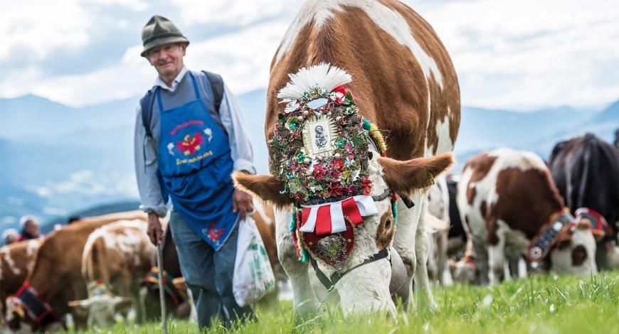 Transhumance of the Cows