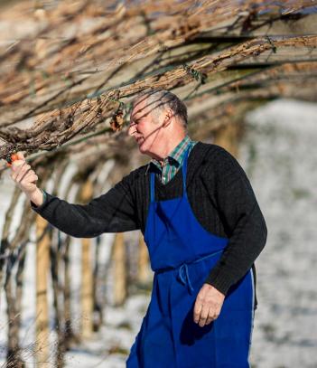 A wine farmer at work