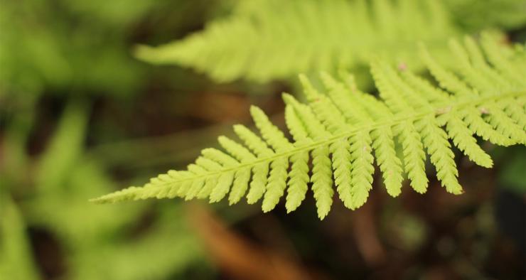 Beim Waldbaden die Natur erleben