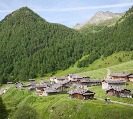 Summer at a Mountain Pasture