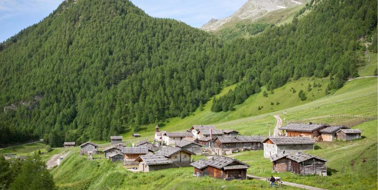 Summer at a Mountain Pasture