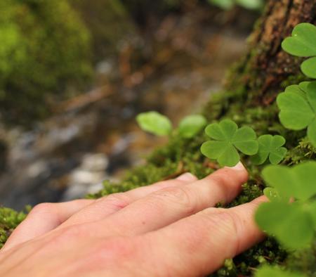 Forest Bathing